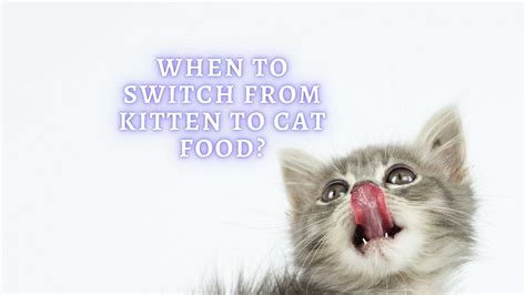 When to Switch Cats From Kitten Food to Adult Food - Pet Food Guide