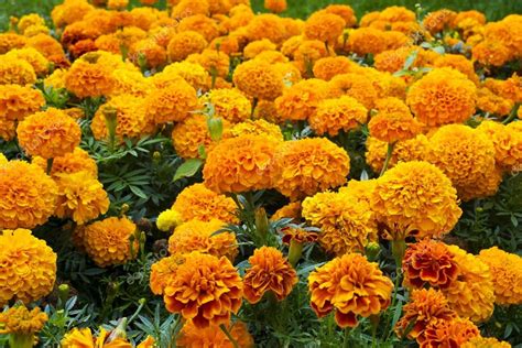 Flowerbed of orange marigolds Stock Photo by ©Vuktopua 12367340