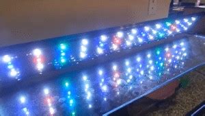 LED Aquarium Lighting: Are LED Lights Good For Aquarium Plants?