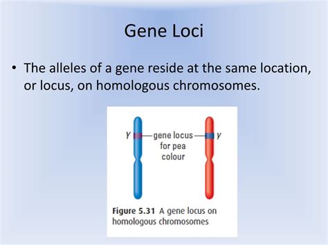 PPT - Inheritance Patterns for Linked Genes PowerPoint Presentation ...