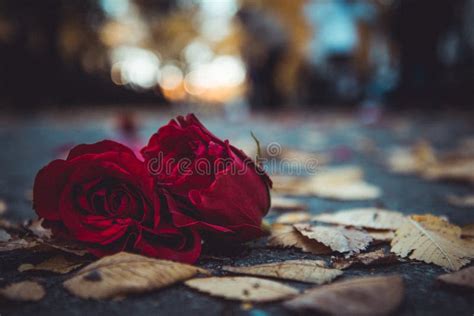 Red rose on the ground stock photo. Image of park, ground - 179636578