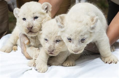 White Lions Cubs Playing