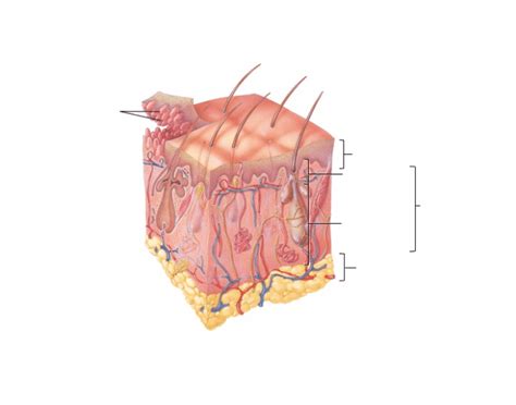 Skin Structure Identification Quiz