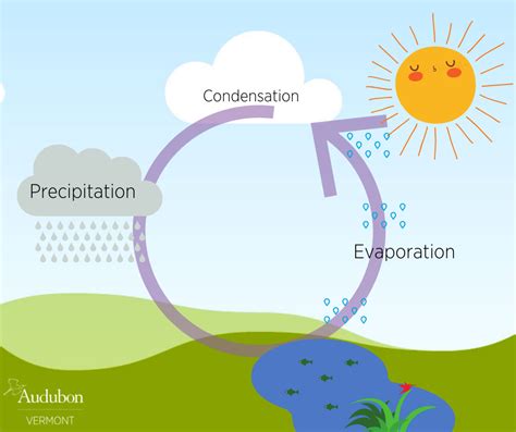 Evaporation Water Cycle