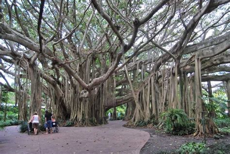 the oldest trees indiana | ... lies this UNBELIEVABLE 80 year old banyan tree. Absolutely ...