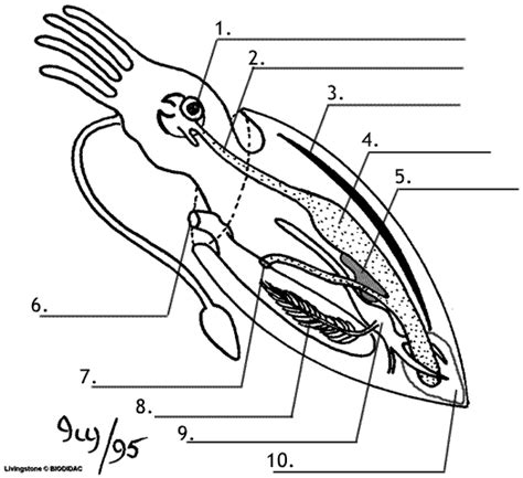 Internal Squid Anatomy - Anatomy Reading Source