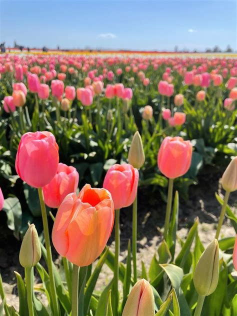 Out to See: Tulip Festival Roozengaarde (Washington State)