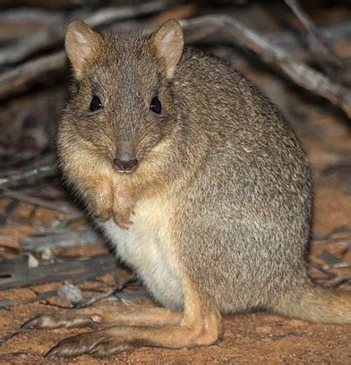 Woylies make the journey north to Mt Gibson Wildlife Sanctuary - AWC ...