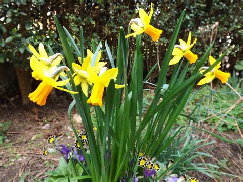 Yorkshire Buddings: Garden Bloggers' Bloom Day - March 2012