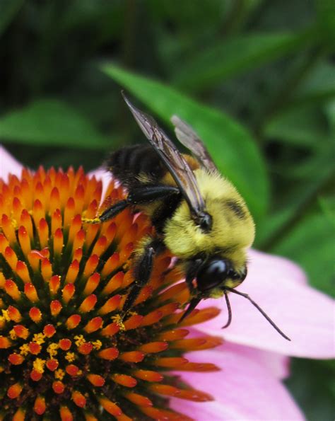 Bumble bee | Bijen