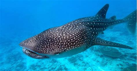 Unusual Whale Shark Spotted Off the Texas Coast In a Classic Tale of Fish Out of Its Waters - A ...