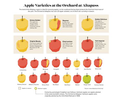 apple-orchard_varieties-04 - UNC Media Hub