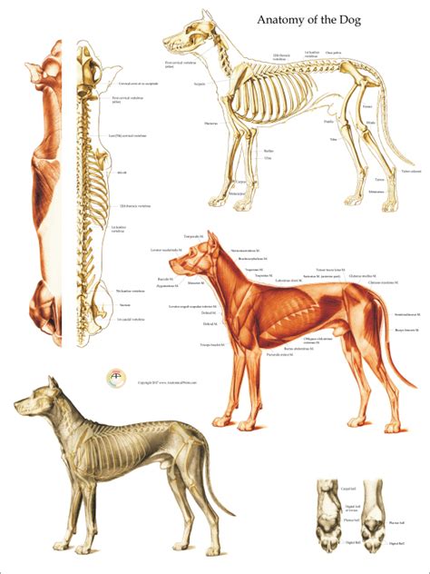 Dog Anatomical Chart Bones and Muscles