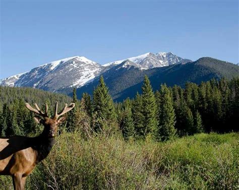 Estes Park Wildlife . Smile ! :) Estes Park, Mount Rainier, Colorado, Wildlife, Smile, Mountains ...