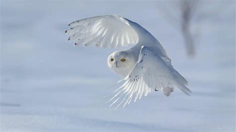 Snowy Owl - backiee