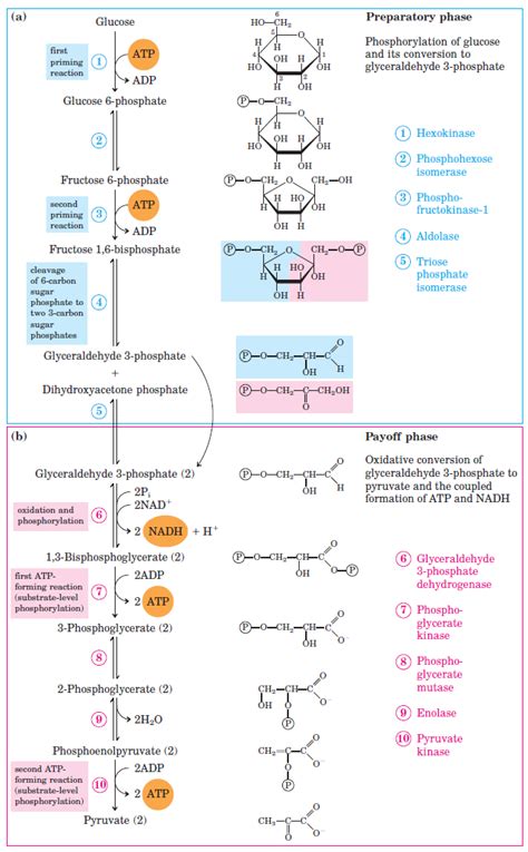 Glycolysis Steps, Pathway & Cycle | A Level Biology Revision Notes