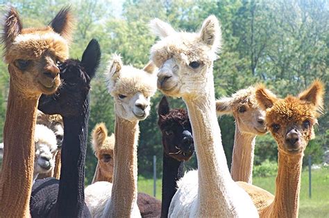 Shearing Day at Island Alpaca - The Martha's Vineyard Times