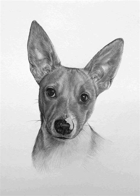 Pencil Pet Drawings | Portraits from Photos | Jonny Atkinson Art