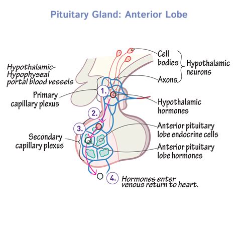 Pituitary Anatomy Anatomy Drawing Diagram | Images and Photos finder