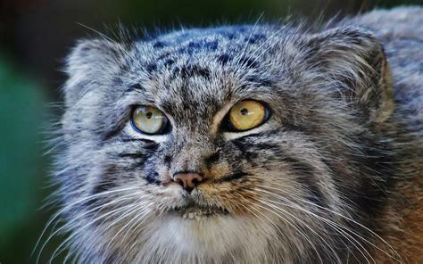 45 Best Images Pallas Cat Pet Price : 关于兔狲的10个小知识 | 科学人 | 果壳网 科技有意思 | his and her wedding rings ...