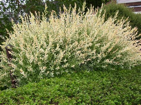 Talking to Plants: Pruning the Overgrown: Dappled Willow