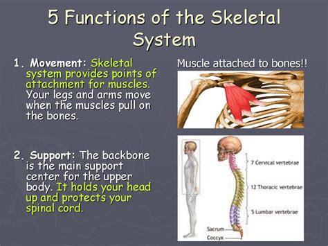 Skeletal System - презентация онлайн