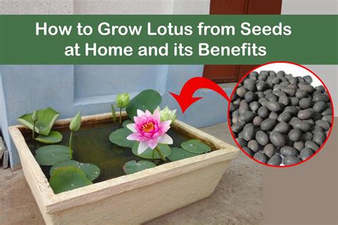 Lotus Plant Seeds