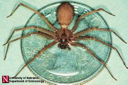 Brown Recluse Spiders in Colorado: Recognition and Spiders of Similar Appearance - 5.607 - Extension