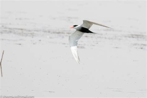 Black-bellied Tern… Endangered… | A Birder's Blog...