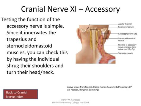 PPT - Cranial Nerves PowerPoint Presentation - ID:2245105