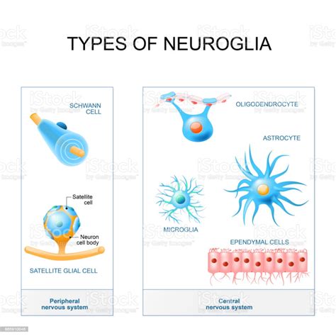 types of neuroglia. Structure of the peripheral nervous system and... | Peripheral nervous ...