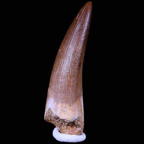 Know About Elasmosaurus Teeth, Diplodocus Fossils, Edmontosaurus Teeth | by Fossil Age Minerals ...