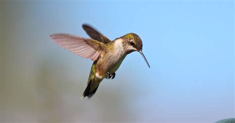 Hummingbirds in Wisconsin