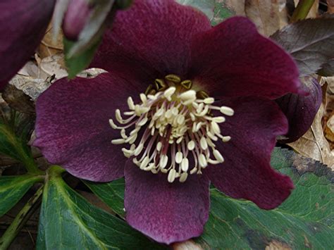 PlantPostings: Plant of the month: Hellebore