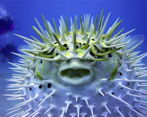 Puffer Fish, spikey, ocean, HD wallpaper | Peakpx