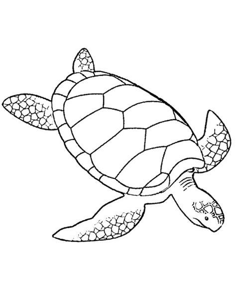 Print & Download - Turtle Coloring Pages as the Educational Tool