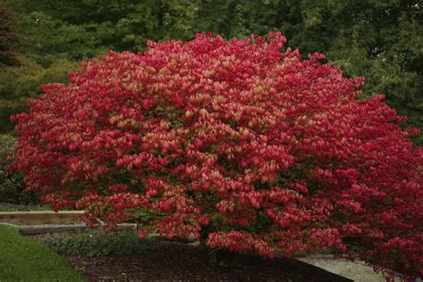 Fast Growing Shrubs - Gardenerdy