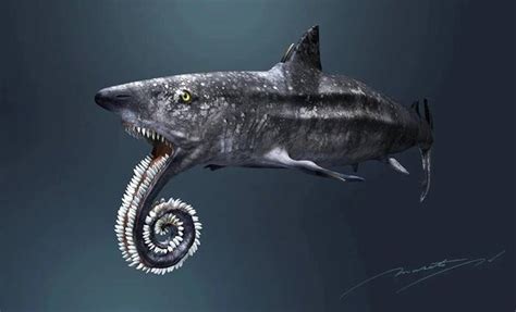 Chingum — Discover Curiosities: Helicoprion | Shark With A Chainsaw On ...