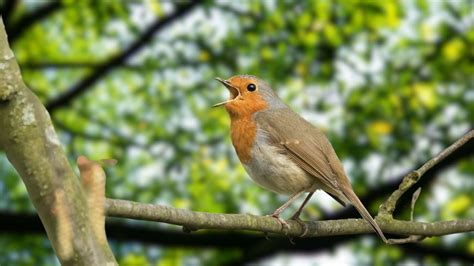 Natural Bird Sounds - Beautiful Bird Videos, Bird Sounds Relaxation, Stress Relief - YouTube