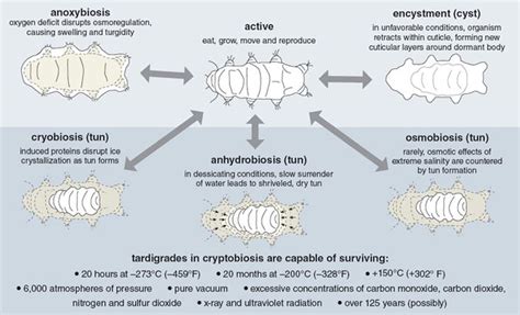 Tardigrades | American Scientist | Tardigrade, Fun science, Animals of ...