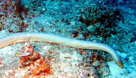 Olive Sea Snake Facts and Pictures | Reptile Fact