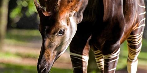 Okapi (Okapia johnstoni) – the African unicorn | DinoAnimals.com