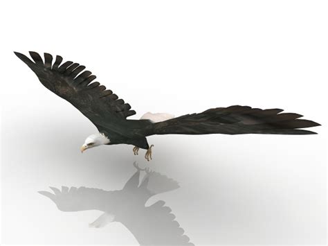 Eagle 3D model Download for Free