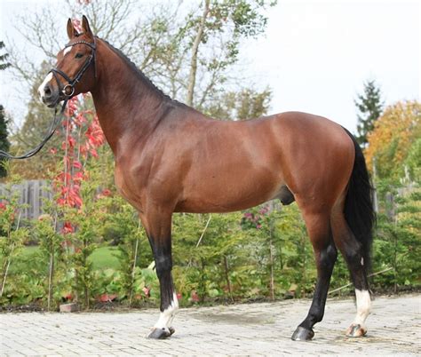 Hungarian Warmblood Horse Info, Origin, History, Pictures