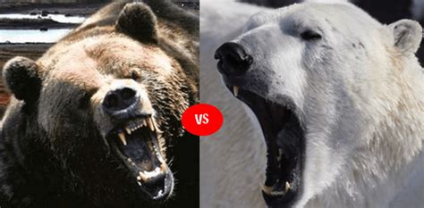 Polar bear vs Grizzly bear fight comparison- who will win?