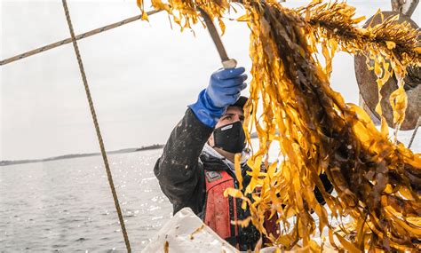 Exploring the benefits of kelp farming in Maine | Magazine Articles | WWF