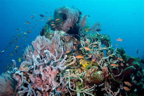 Artificial Coral Reefs - Types, Reasons, Pros and Cons - More Fun Diving