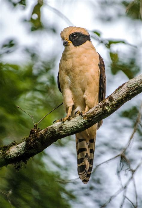 Laughing falcon by DanieleG on DeviantArt | Animals, Beautiful birds, Mammals