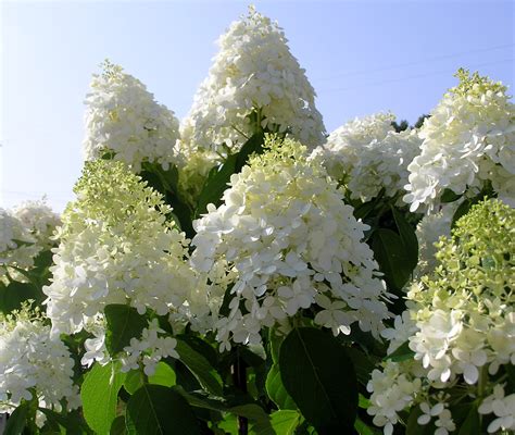 Hydrangea Trees - Gorgeous and Versatile - Knecht's Nurseries & Landscaping