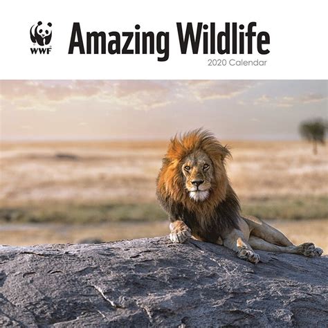 WWF Amazing Wildlife 2020 Wall Calendar - WWF